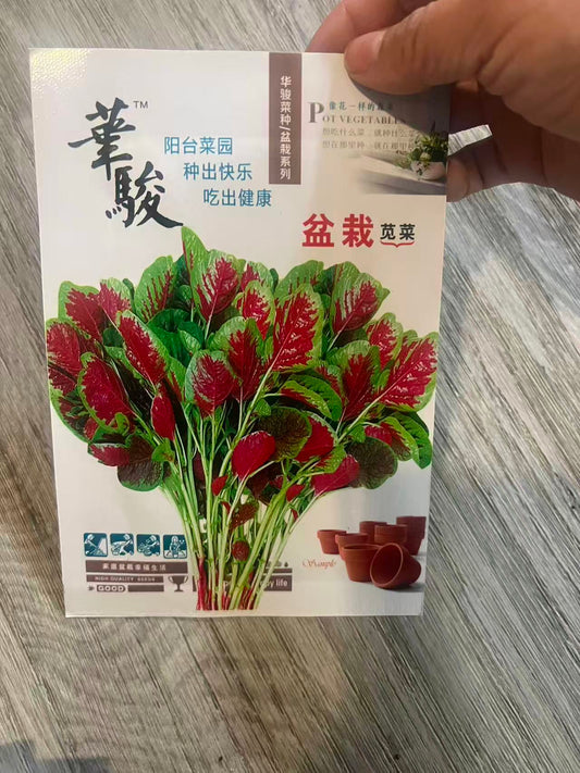 盆栽红苋菜