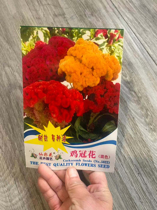鸡冠花--混色