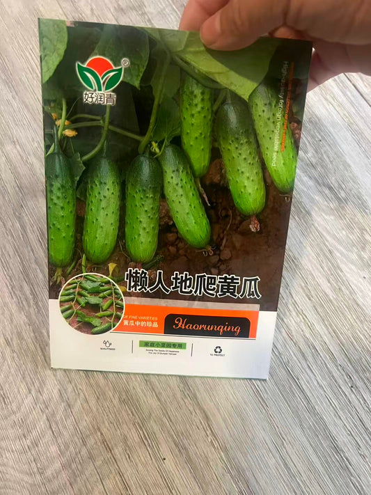 懒人地爬黄瓜