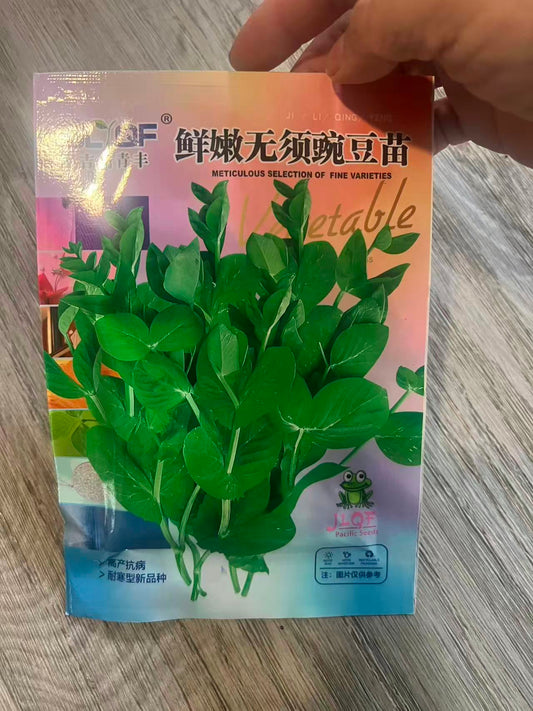 鲜嫩无须豌豆苗
