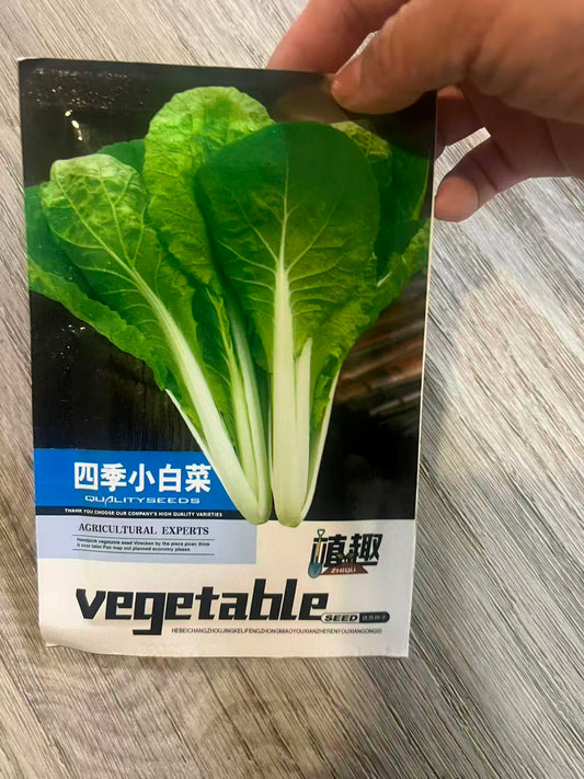 四季小白菜