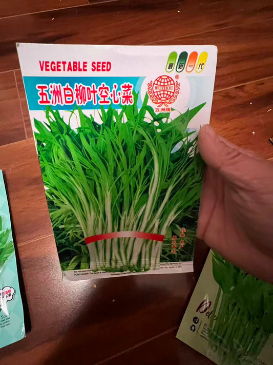 五洲白柳叶空心菜