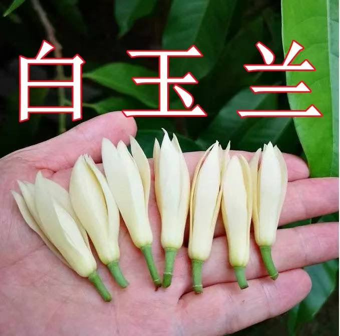 白兰树带花苞 – sue.w