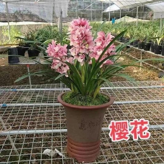 青苗樱花杂交兰花